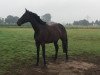 dressage horse Sambuca (Hanoverian, 2009, from Sampaio)