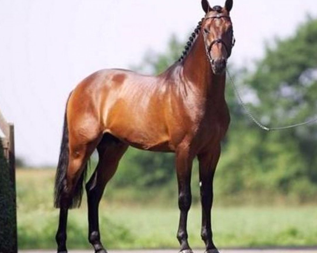 Deckhengst Try-Time (KWPN (Niederländisches Warmblut), 2000, von Numero Uno)