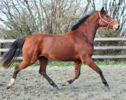 horse Nova lady (Westphalian, 2012, from Nonstop)