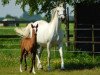 broodmare Celebration van 't Ruytershof (Belgian Warmblood, 2002, from Quidam de Revel)