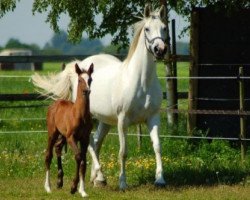 broodmare Celebration van 't Ruytershof (Belgian Warmblood, 2002, from Quidam de Revel)