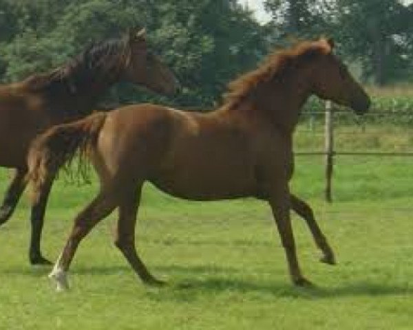 broodmare Babette de la Vie (KWPN (Royal Dutch Sporthorse), 2006, from Isard du Rietz)