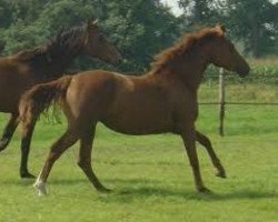 Zuchtstute Babette de la Vie (KWPN (Niederländisches Warmblut), 2006, von Isard du Rietz)