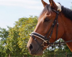 Springpferd Lennox (Deutsches Sportpferd, 2011, von Leviathan)