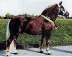 stallion Salieri S (South German draft horse, 2009, from Solero)