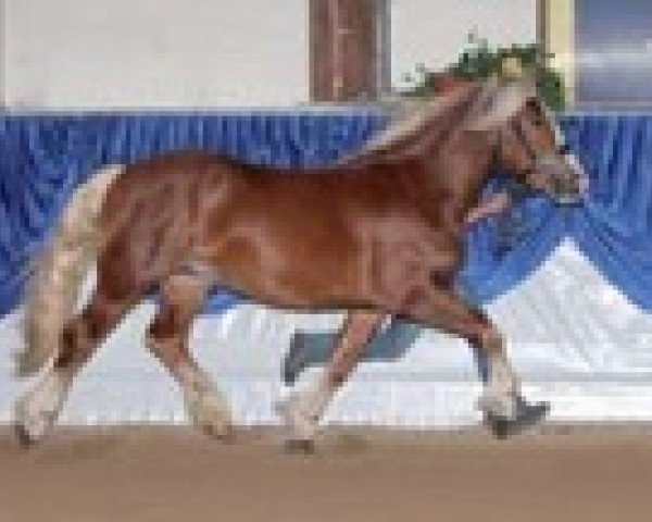 stallion Solero II (South German draft horse, 2006, from Safir)