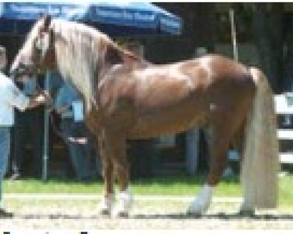 stallion Natal v. Oberland (South German draft horse, 1994, from Nektor)