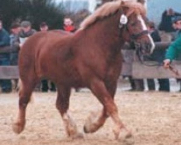 Pferd Nippes Junior (Rheinisch-Deutsches Kaltblut, 1996, von Nippes I)