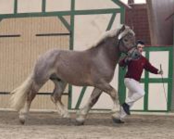 stallion Lou van Burg (Rhenish-German Cold-Blood, 2012, from Luidor 351907)