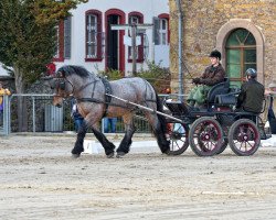 stallion Landmesser (Rhenish-German Cold-Blood, 2013, from Louis)