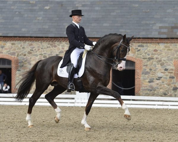 stallion Don Olymbrio (Dutch Warmblood, 2008, from Jazz)