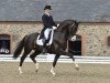 stallion Don Olymbrio (Royal Warmblood Studbook of the Netherlands (KWPN), 2008, from Jazz)
