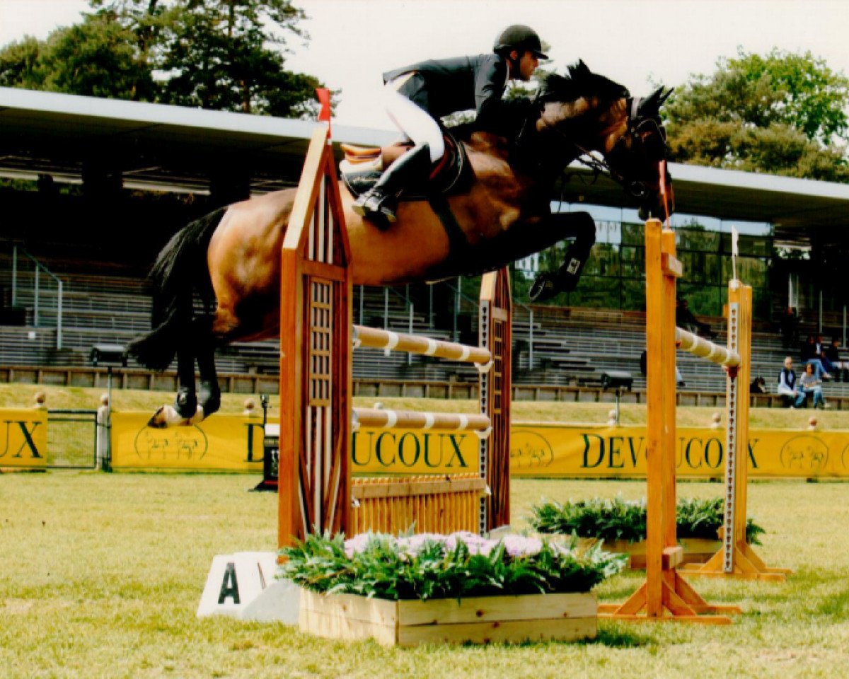 broodmare Ghana (Belgian Warmblood, 2006, from Vigo d'Arsouilles)