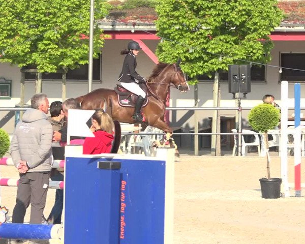 Reitturnier Achern 2019