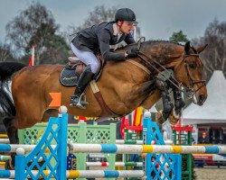 jumper Calimero van't Roth (Belgian Warmblood, 2002, from Darco)