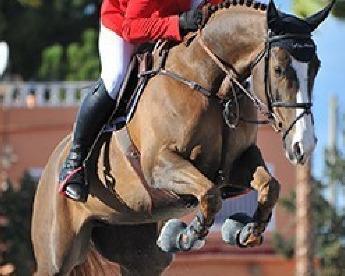Springpferd Cleopatra (Anglo Europäisches Sportpferd, 2006, von Kannan)