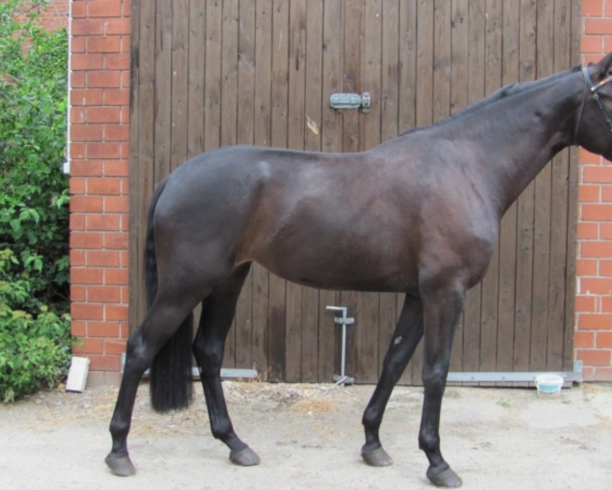 broodmare Ruby (Oldenburg, 2010, from Rubinero 2)