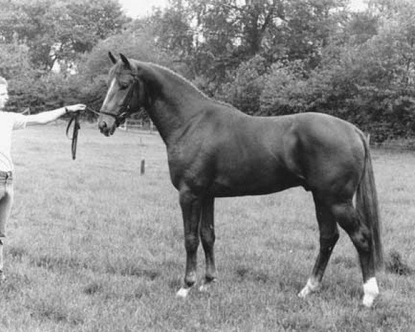stallion Woldstreek (KWPN (Royal Dutch Sporthorse), 1980, from Le Val Blanc xx)