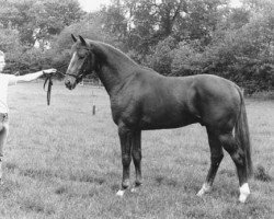 Deckhengst Woldstreek (KWPN (Niederländisches Warmblut), 1980, von Le Val Blanc xx)