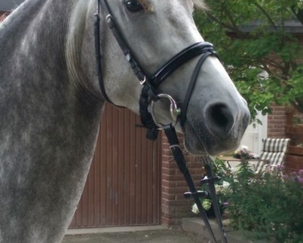 horse Orla (Hanoverian,  , from IS Orlow ox)