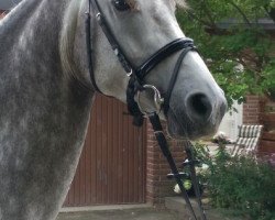 horse Orla (Hanoverian,  , from IS Orlow ox)