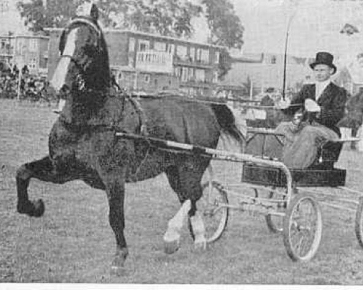 stallion Julius (Gelderland, 1945, from Baronet)