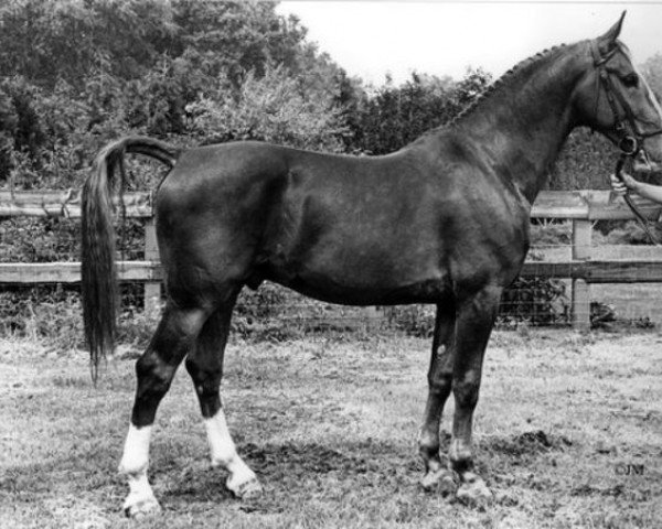 stallion Uriant (KWPN (Royal Dutch Sporthorse), 1978, from Oriant)