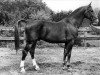 stallion Uriant (KWPN (Royal Dutch Sporthorse), 1978, from Oriant)