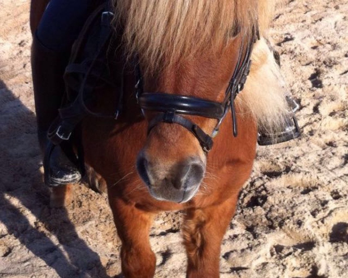dressage horse Kera (unknown, 2003)