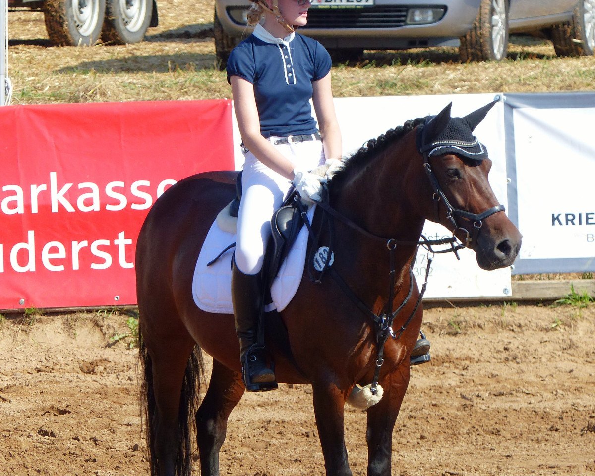 Zuchtstute Darleen's Darling (Deutsches Reitpony, 1999, von Magnum)