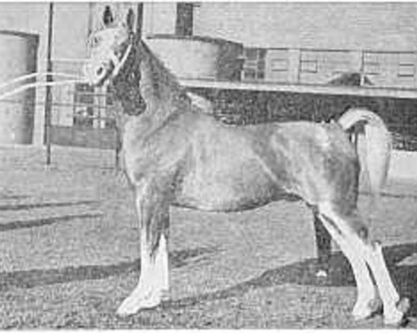 stallion Jotham 1054 (Gelderland, 1945, from Anton)