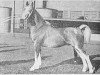 stallion Jotham 1054 (Gelderland, 1945, from Anton)