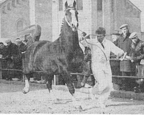 stallion Parcival (Gelderland, 1951, from Jotham 1054)