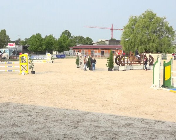 Reitturnier Achern 2019