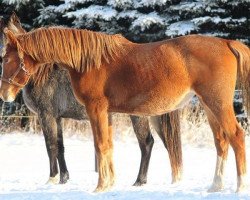 horse Stute von Juventus (Mecklenburg,  , from Juventus)