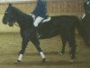 broodmare Weekend (Hanoverian, 1989, from World Cup I)