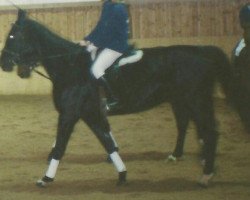 broodmare Weekend (Hanoverian, 1989, from World Cup I)