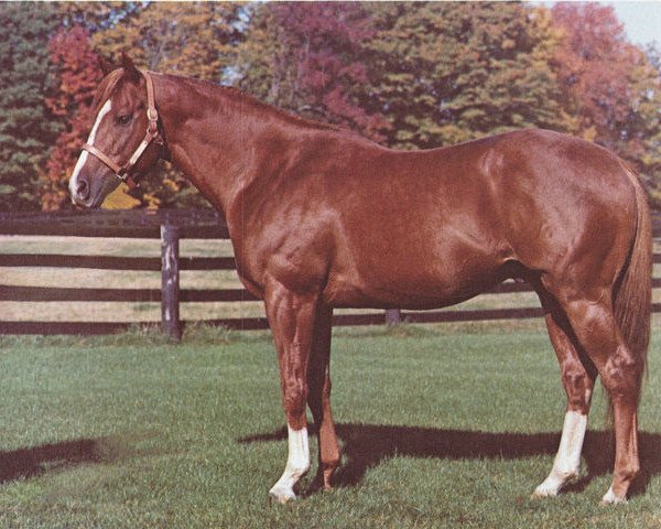 stallion Viceregal xx (Thoroughbred, 1966, from Northern Dancer xx)