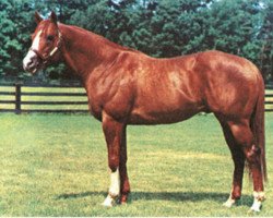 Deckhengst Vice Regent xx (Englisches Vollblut, 1967, von Northern Dancer xx)