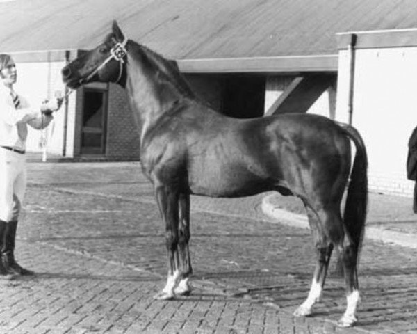 stallion Ishan xx (Thoroughbred, 1958, from Nantallah xx)