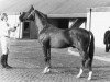 stallion Ishan xx (Thoroughbred, 1958, from Nantallah xx)