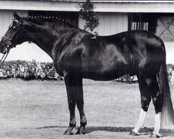 stallion Majesteit (KWPN (Royal Dutch Sporthorse), 1971, from Ishan xx)