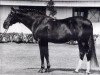 stallion Majesteit (KWPN (Royal Dutch Sporthorse), 1971, from Ishan xx)