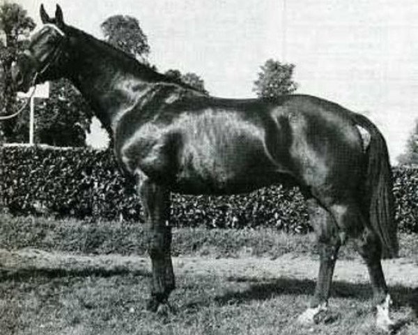 stallion Gagne Beaucoup (Selle Français, 1972, from Uriel)