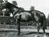 stallion Gagne Beaucoup (Selle Français, 1972, from Uriel)