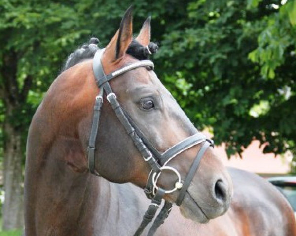stallion Sadie (Alt Wuerttemberg, 2003, from Soran)