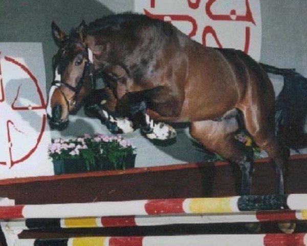 stallion Quinten van 't Merelsnest (Belgian Warmblood, 1993, from Darco)