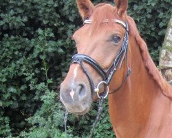 dressage horse Zazou H (Westphalian, 2011, from Zhivago)