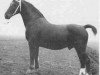 stallion Romburg (Groningen, 1929, from Domburg)