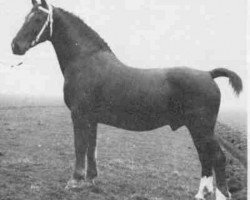 stallion Romburg (Groningen, 1929, from Domburg)